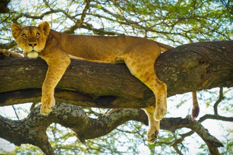 Big Five of Africa
