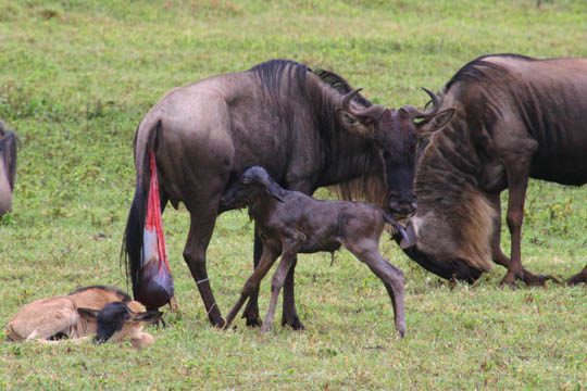 Wildebeest Calving Season-Mateys Wild Tours