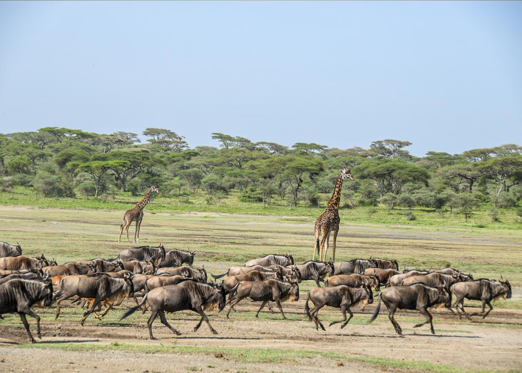 Why Serengeti is the must visit destination -Mateys Wild Tours