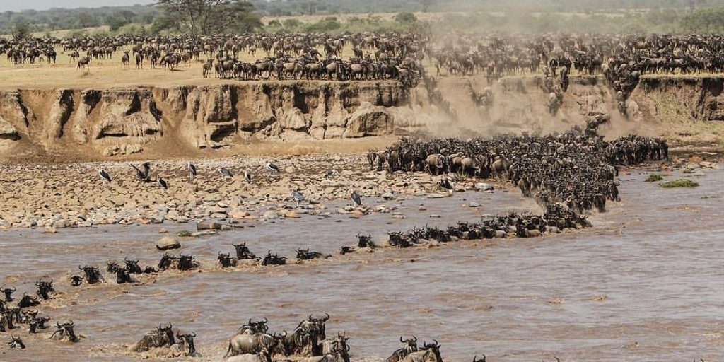 Serengeti shall not die