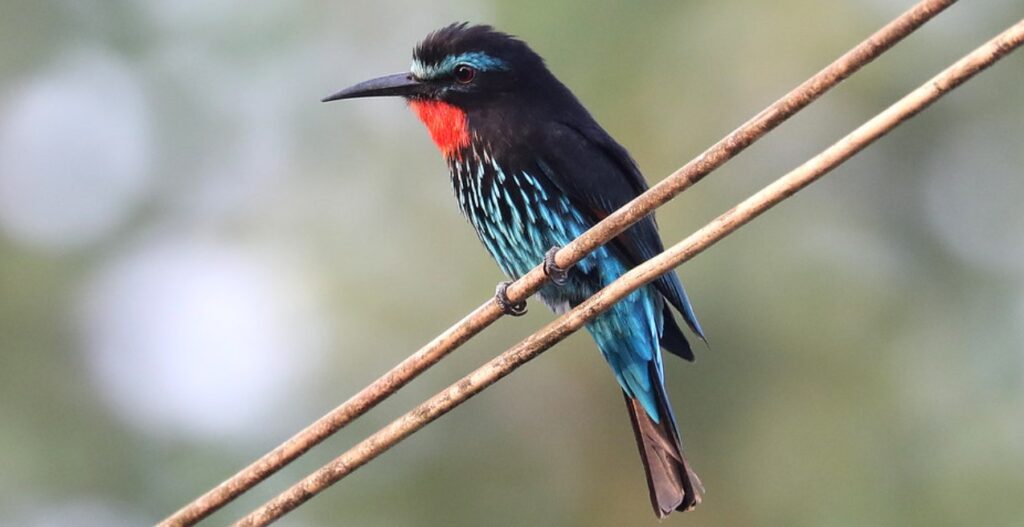 Black-Bee-eater-Ruaha-Mateys Wild Tours