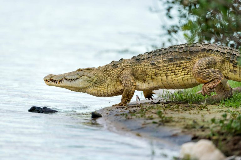 Facts About Crocodiles