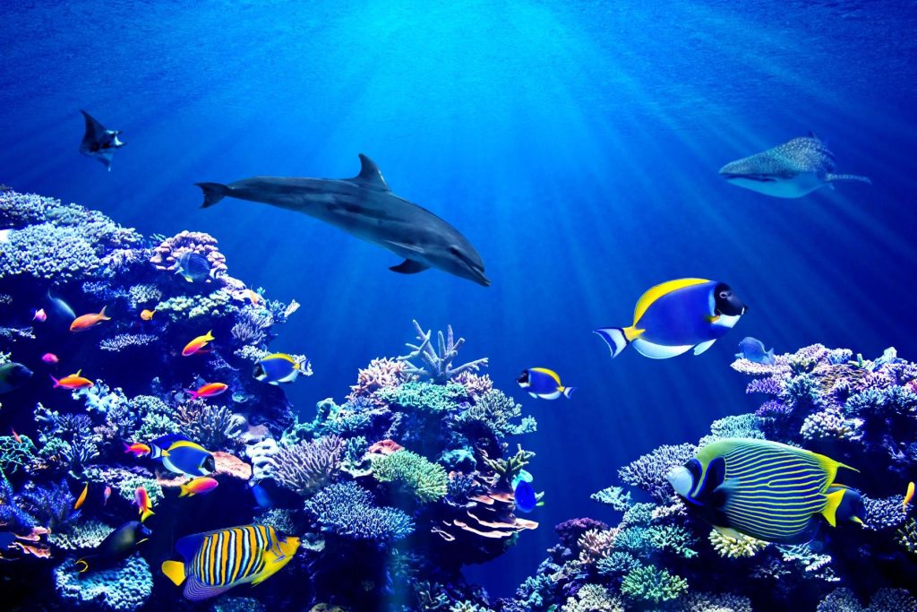 Underwater World, Kiunga-National Reserve-Kenya-Mateys Wild Tours