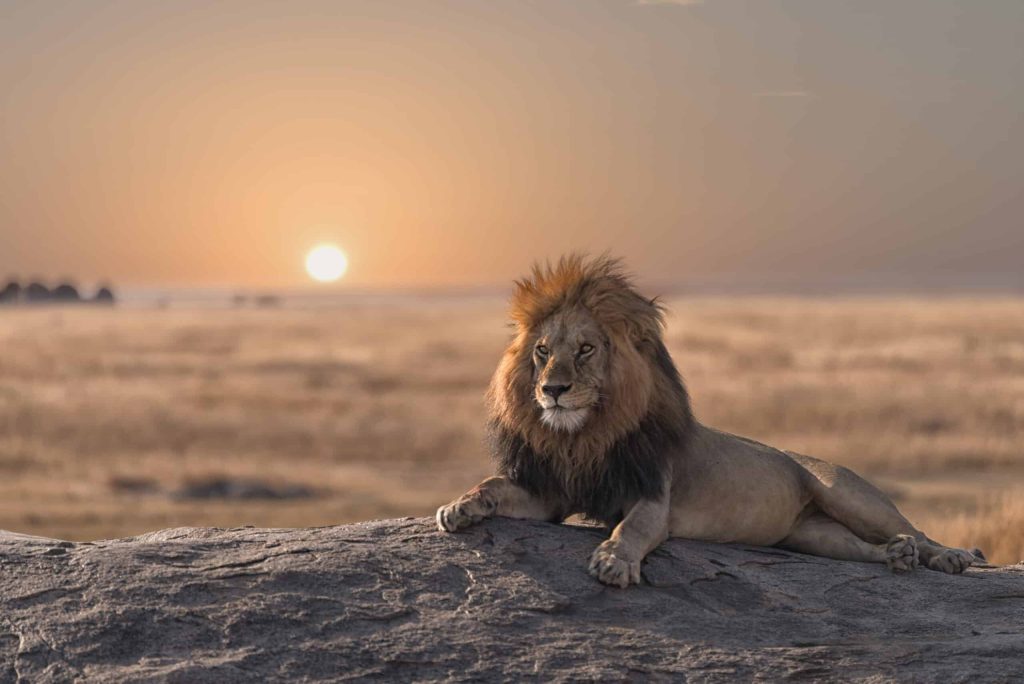 3-Days Serengeti and Ngorongoro Wildlife Free Safari
