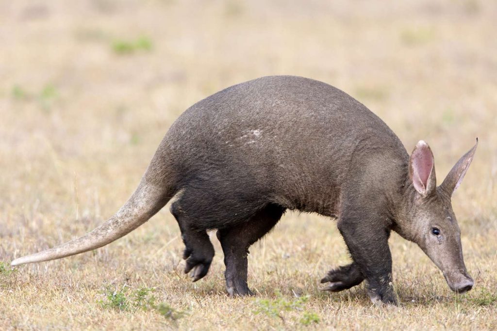 Shy Five of Africa