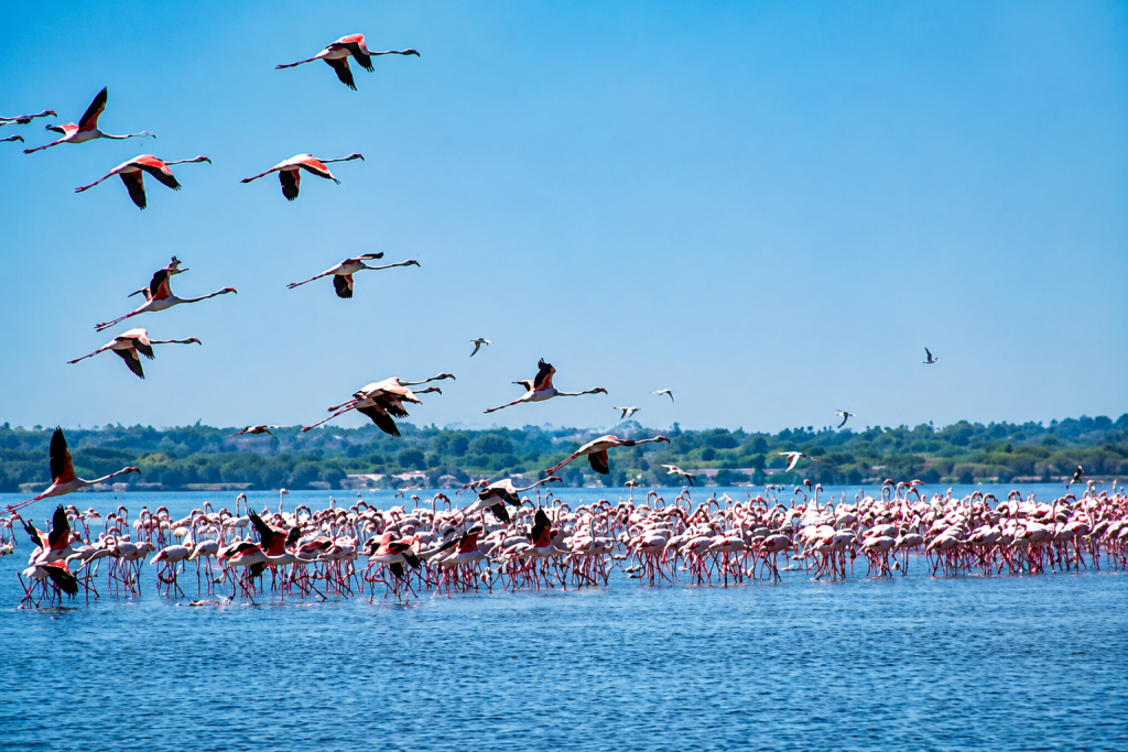 12 Day Coastal Tanzania Birding Tour
