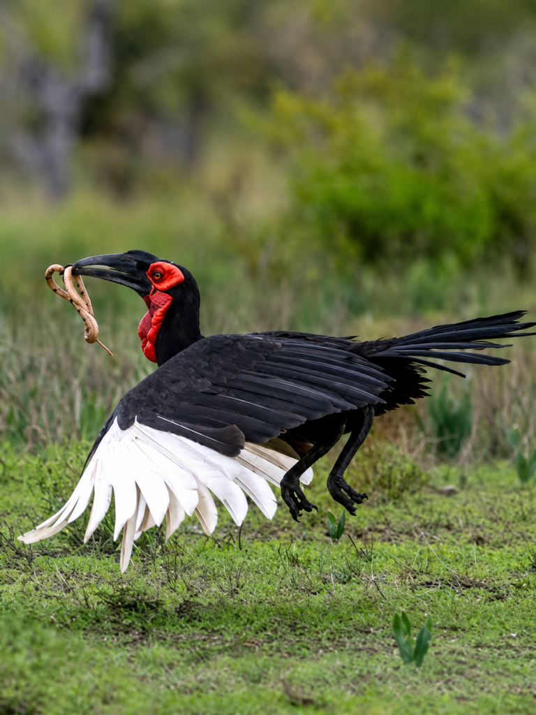 15-Day-Southern-Tanzania-Birding-Tour.