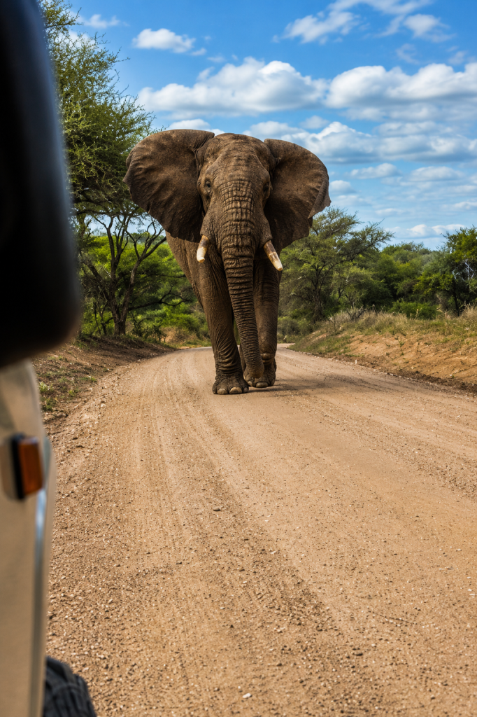 3-Day Walking With Giant Tarangire and Ngorongoro.