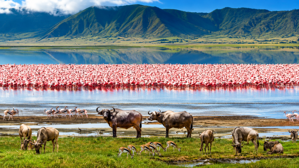 6-Day Coffee, Culture & Ngorongoro Crater Safari.